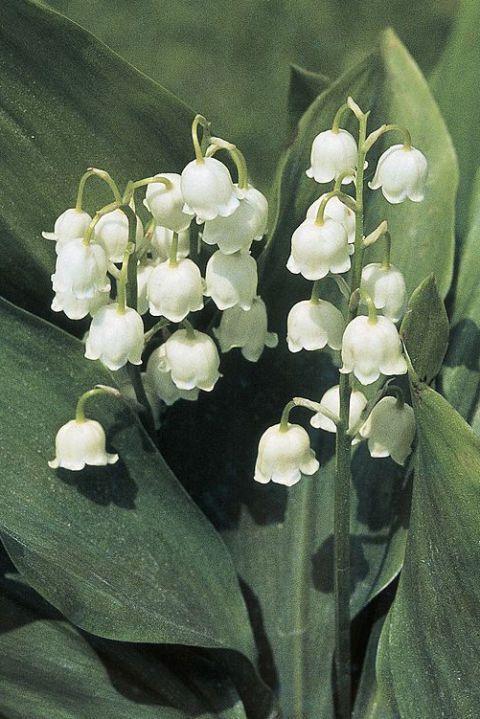 Secret Garden Serenade: Harmonious Botanical Symphony